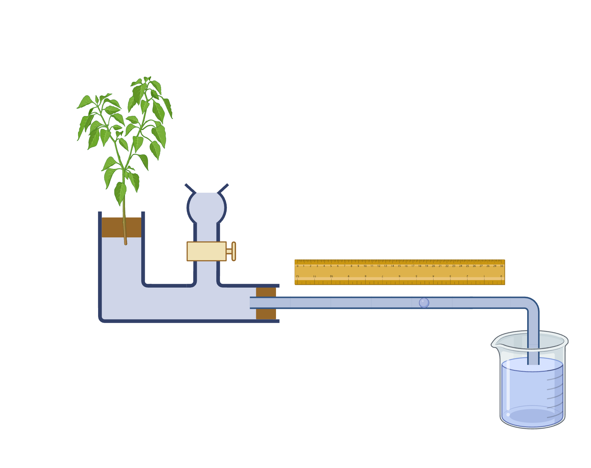 Potometer BioRender Science Templates