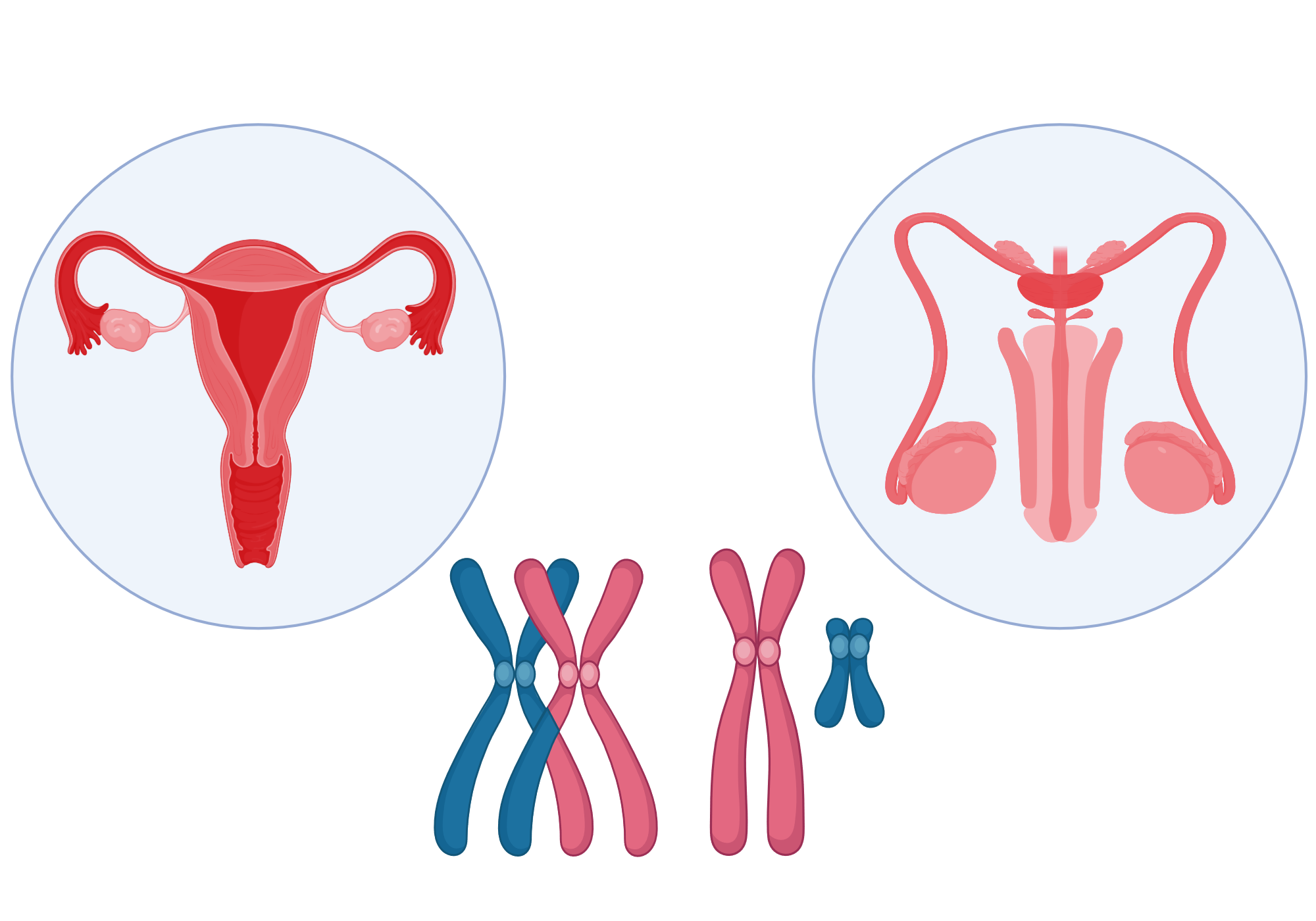 Human Sexual Organs BioRender Science Templates