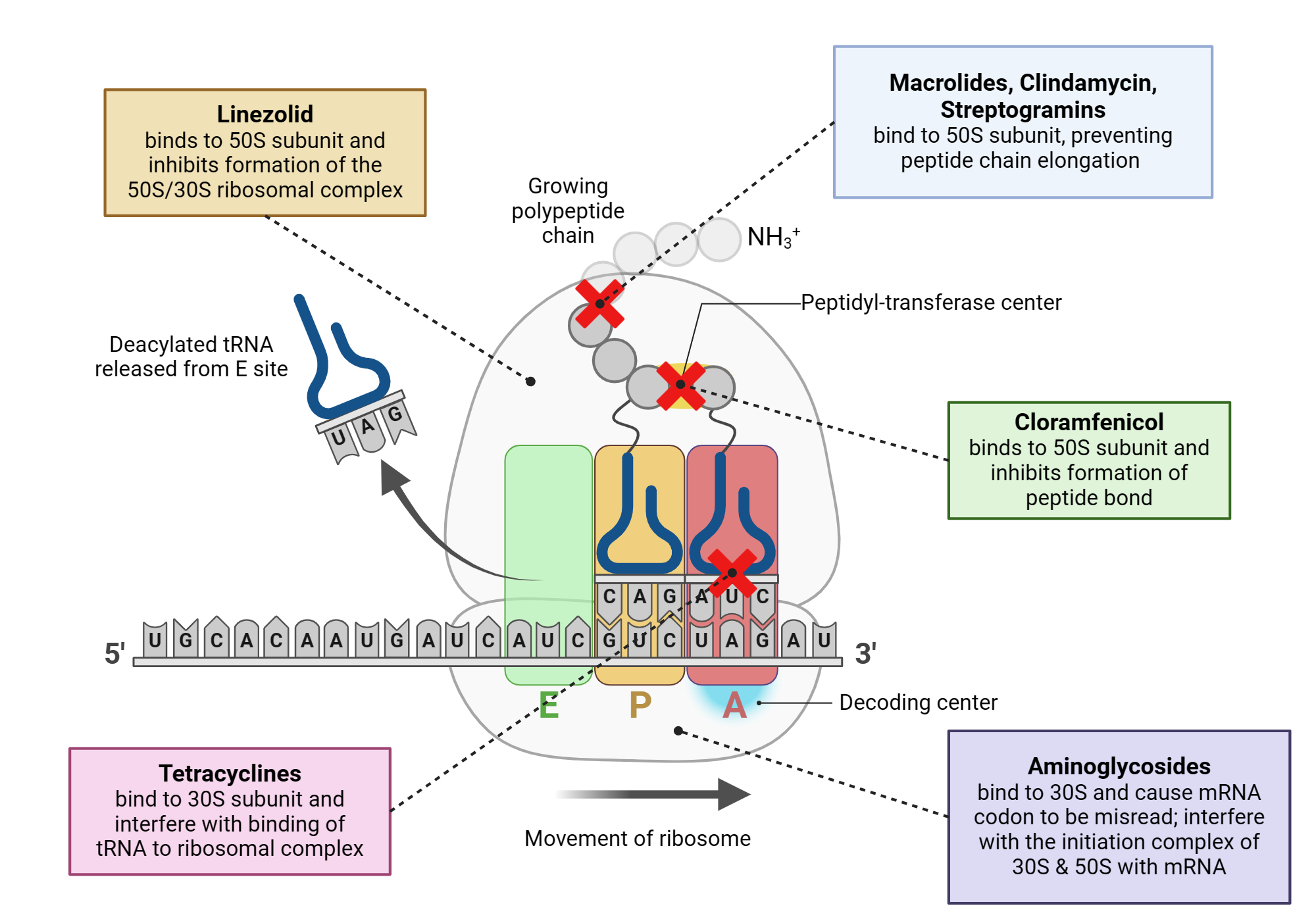 Antibiotics and protein synthesis | BioRender Science Templates
