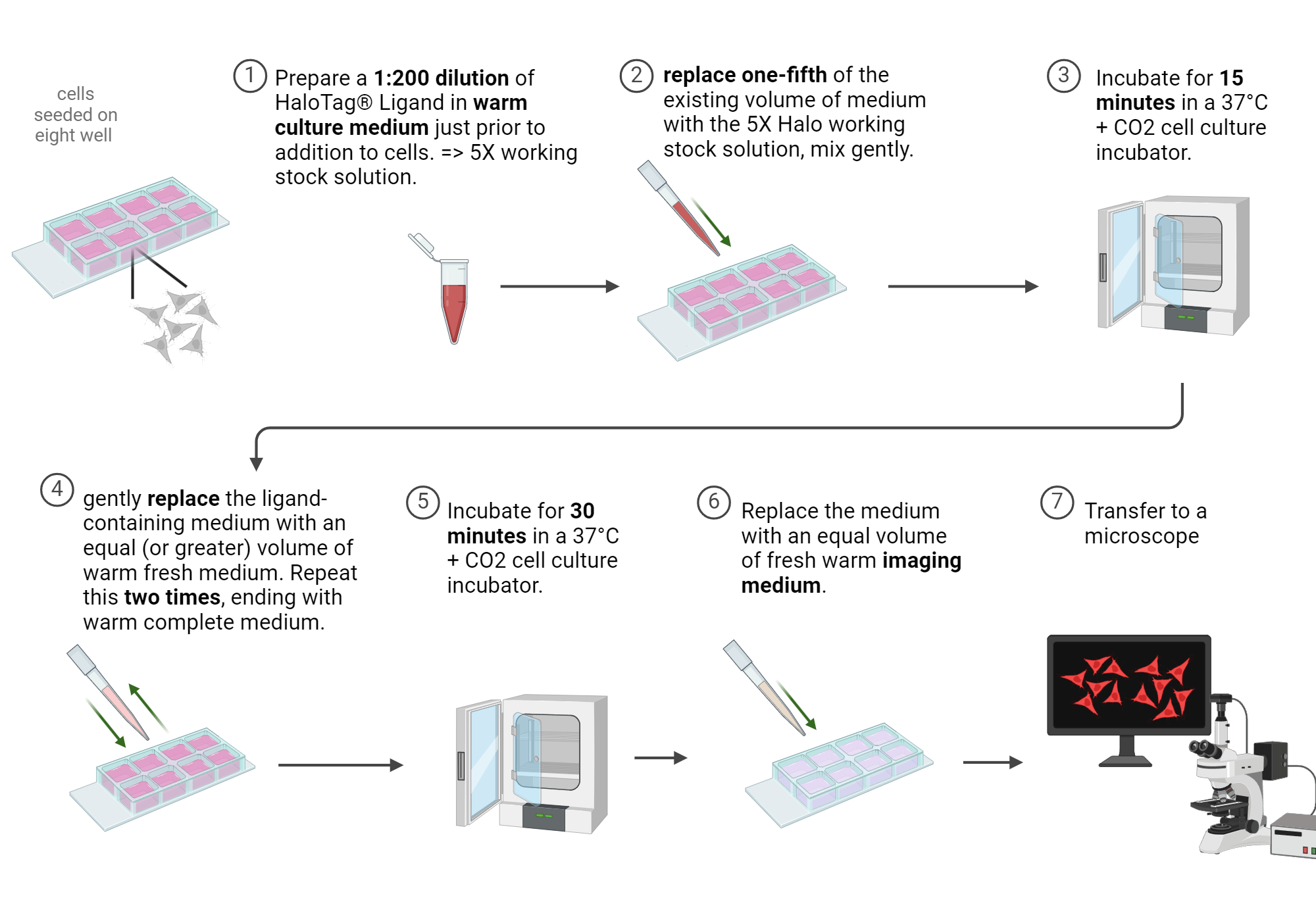 HaloTag R labeling - cell culture | BioRender Science Templates
