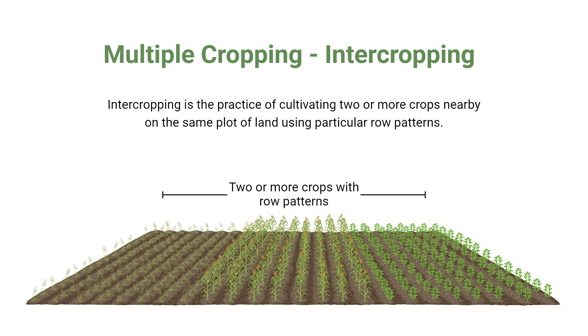 Multiple Cropping Intercropping Biorender Science Templates Multiple Cropping Intercropping Biorender Science Templates