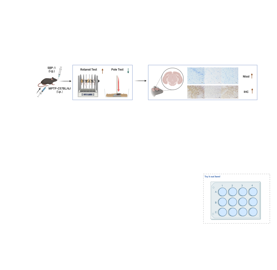 Start Here! | BioRender Science Templates