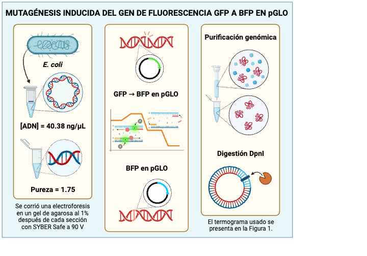 Abstract Biorender Examples GENÉTICA VISUAL ABSTRACT Pt.1 | BioRender Science Templates