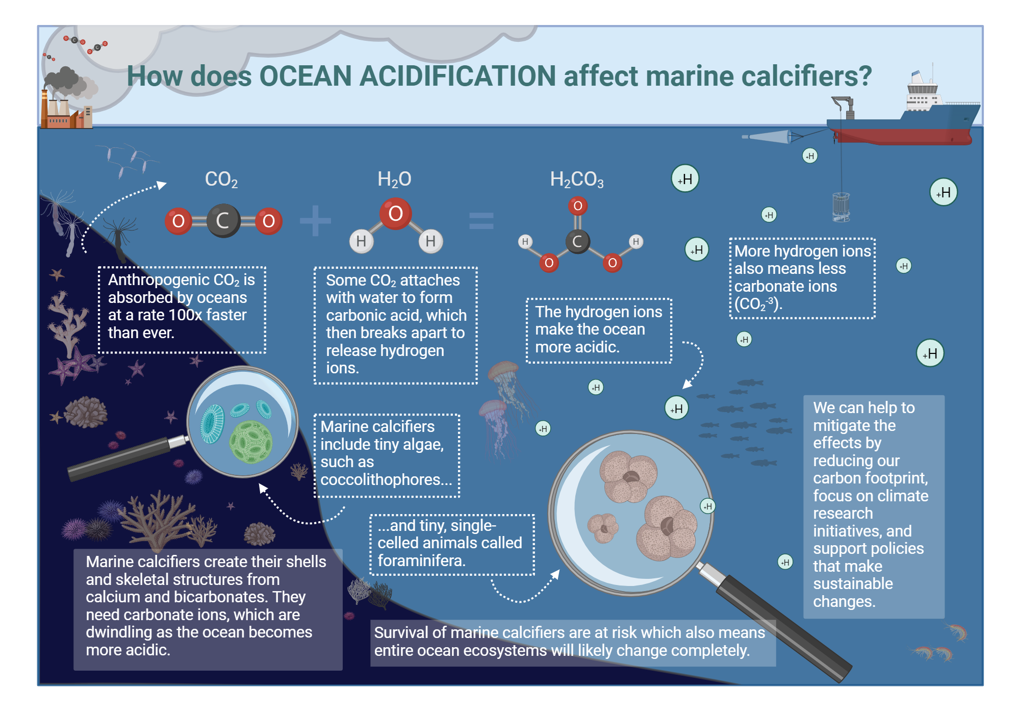How does ocean acidification affect marine calcifiers BioRender Science Templates