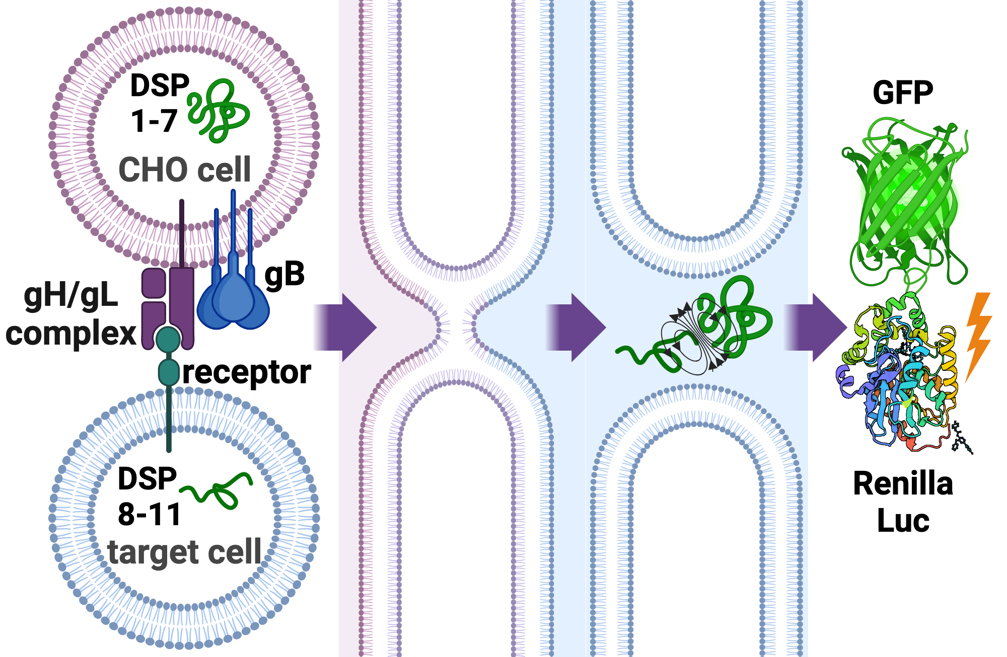 Dual Split Luciferase Assay BioRender Science Templates