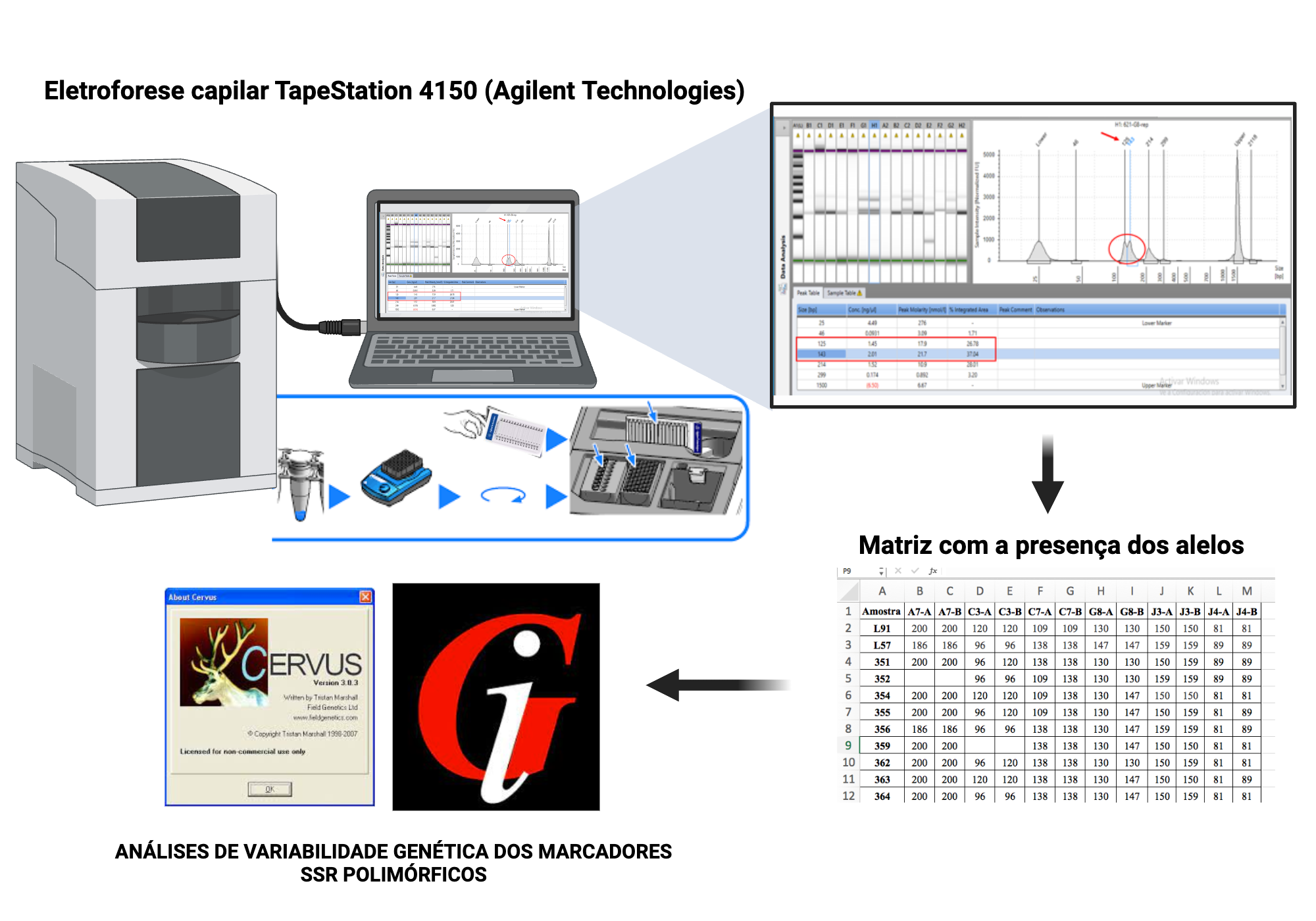 Genotyping by Capillary Electrophoresis | BioRender Science Templates