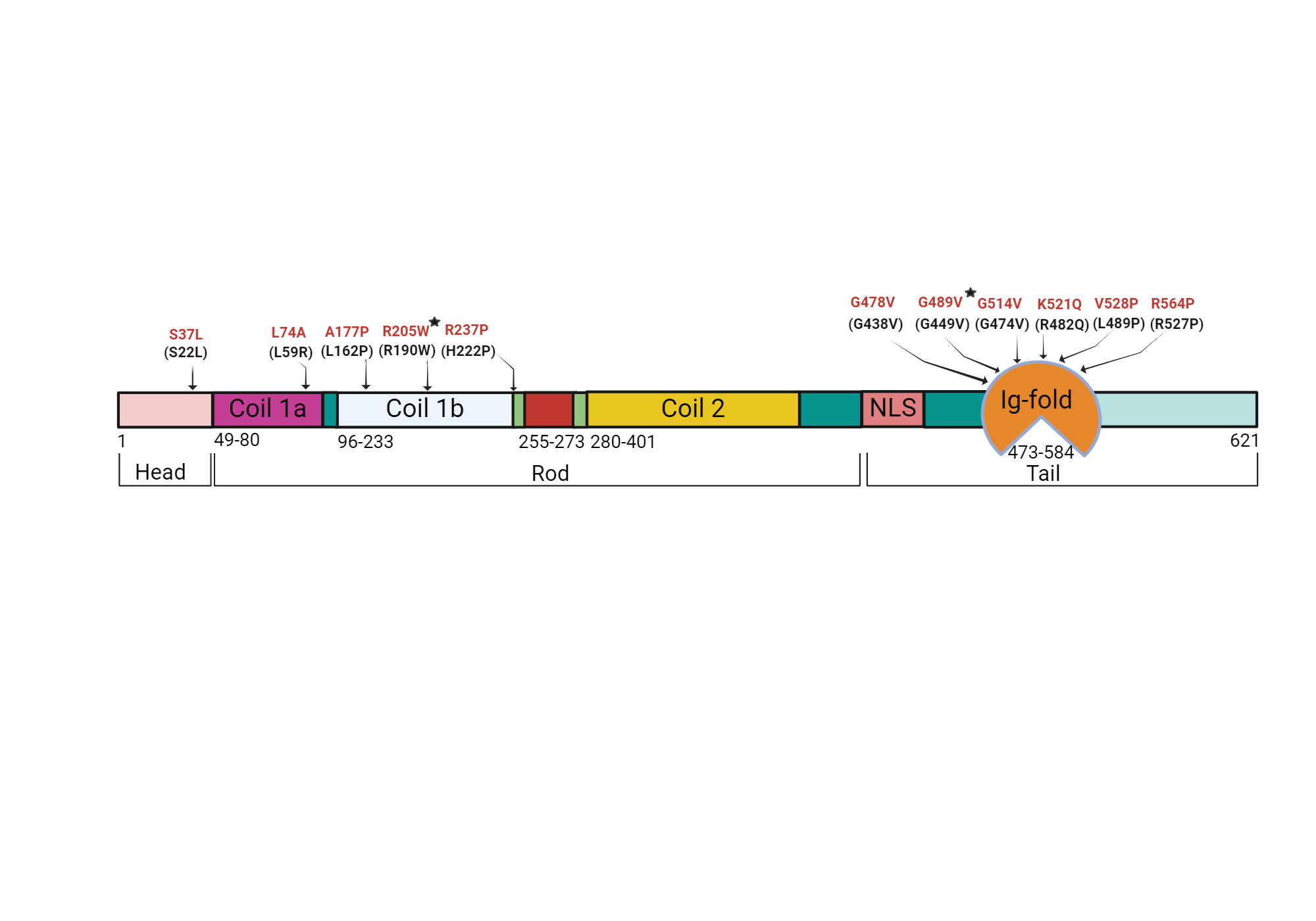 Laminopathy Mutations | BioRender Science Templates