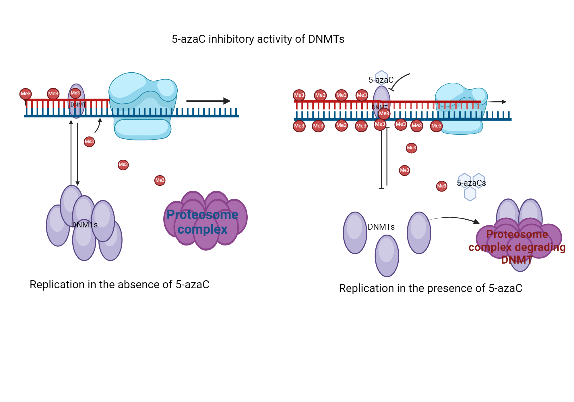 Inhibitory action of 5-azaC on the activity of DNMTs | BioRender ...