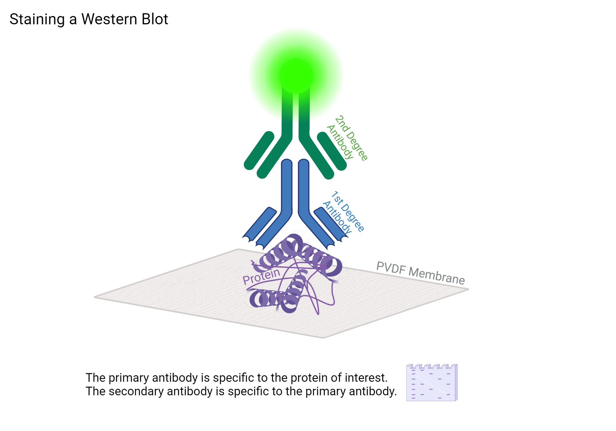 Anitbody Staining for Western Blots | BioRender Science Templates