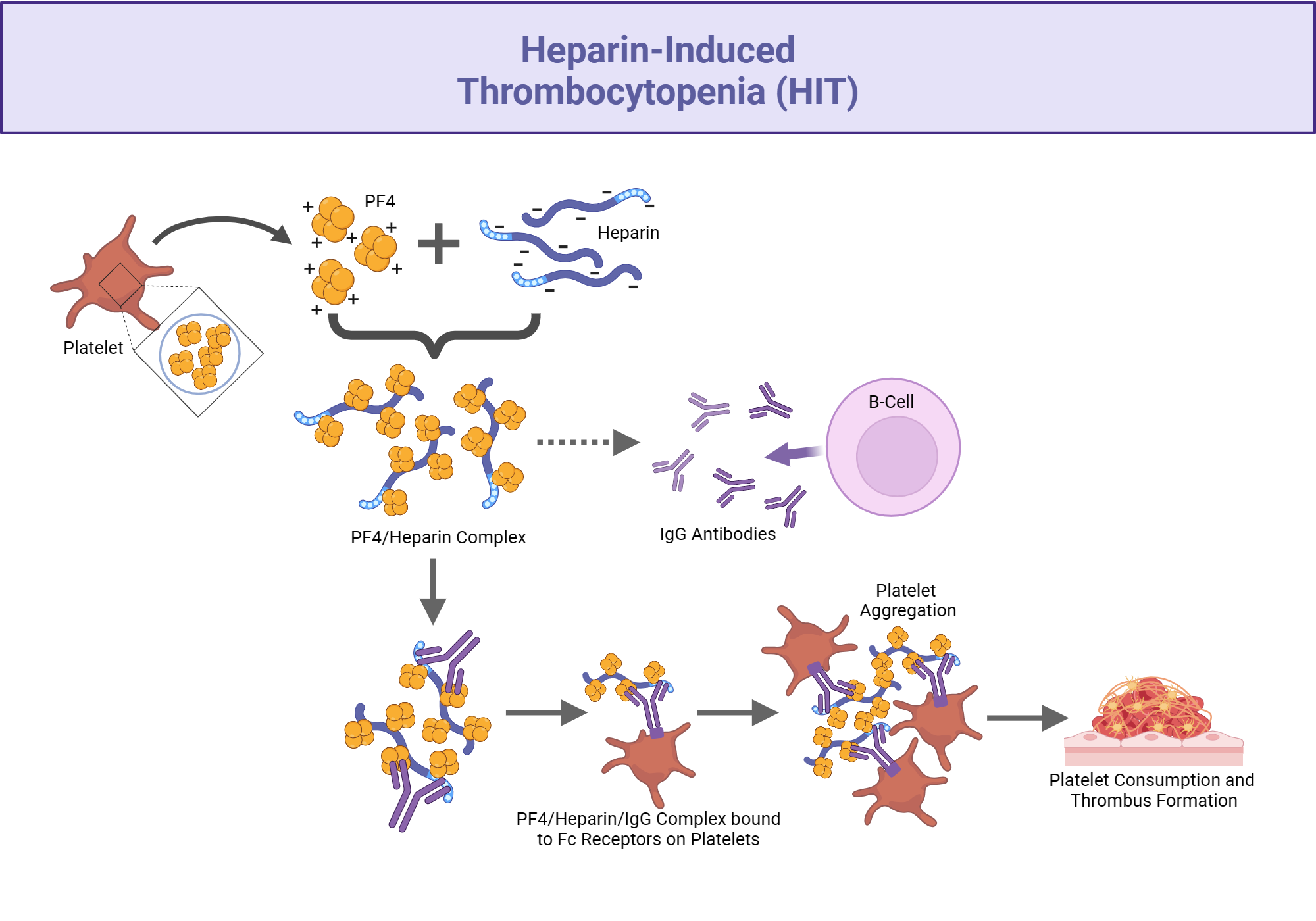 Heparin induced thrombocytopenia hit biorender science templates
