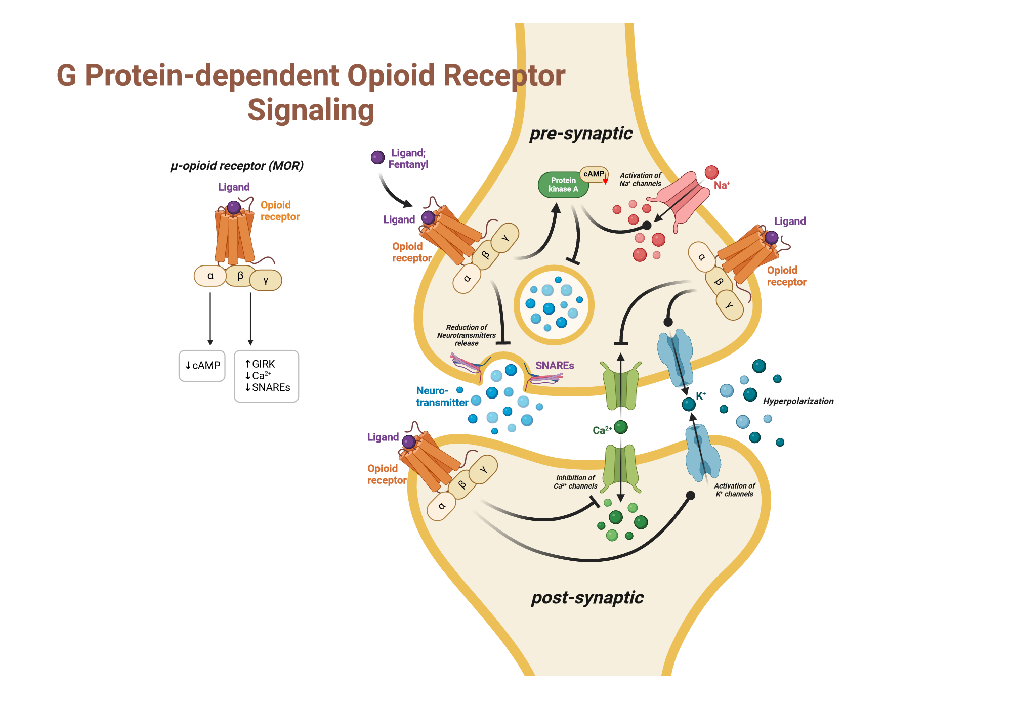 G protein dependent Opioid Receptor Signaling BioRender Science Templates