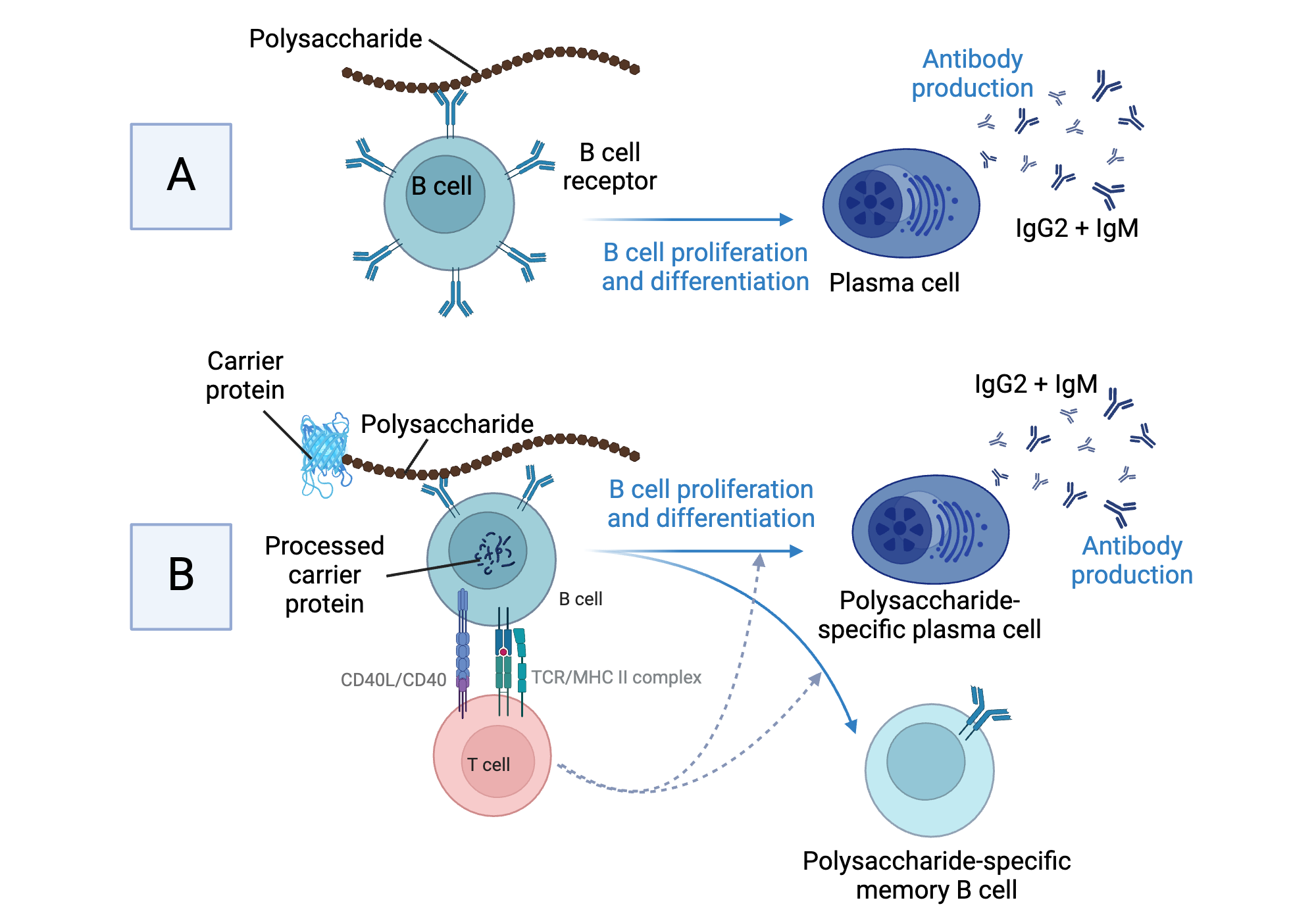 function-of-pneumococcal-polysaccharide-and-conjugate-vaccines