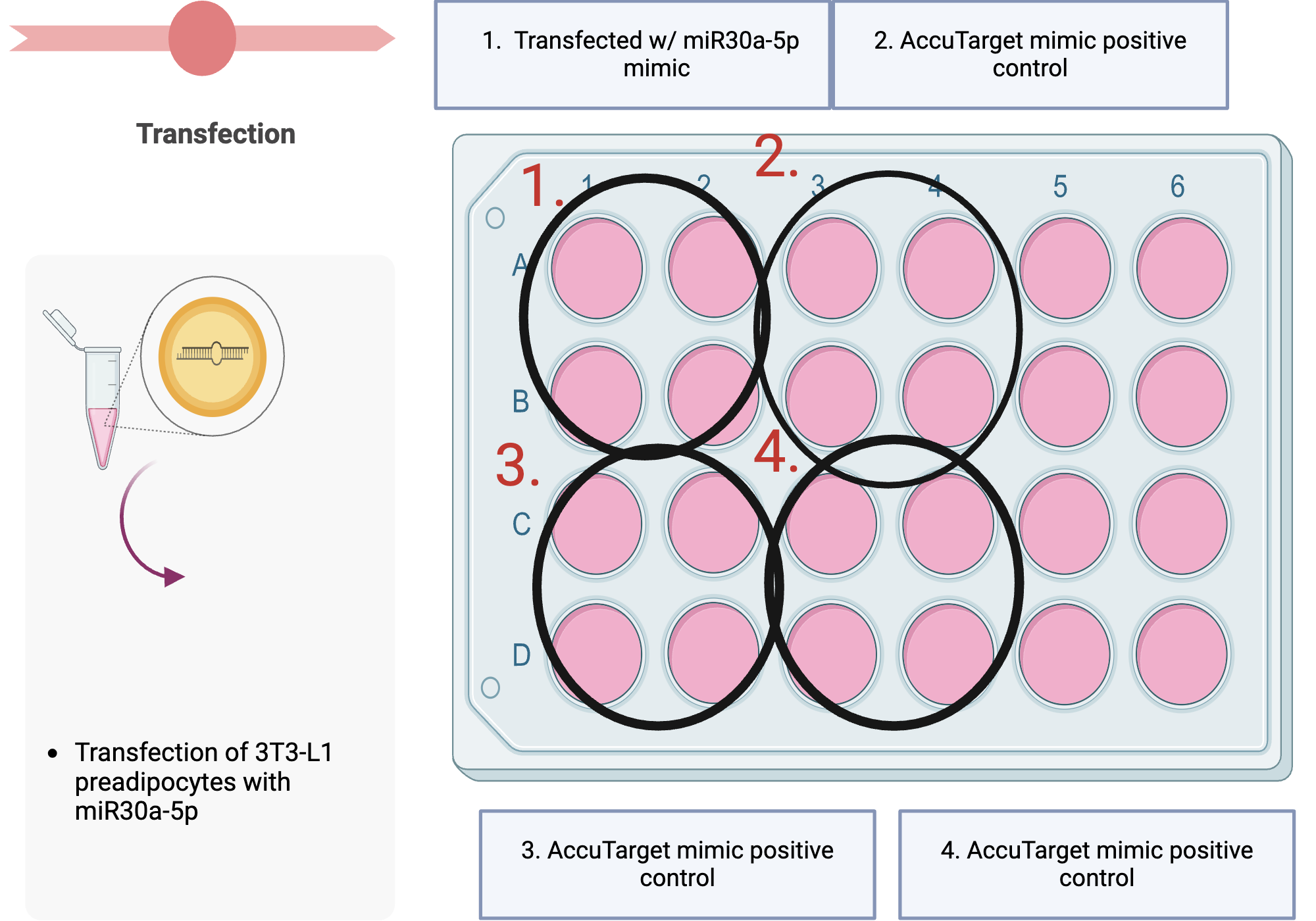Transfection Experimental Groups | BioRender Science Templates