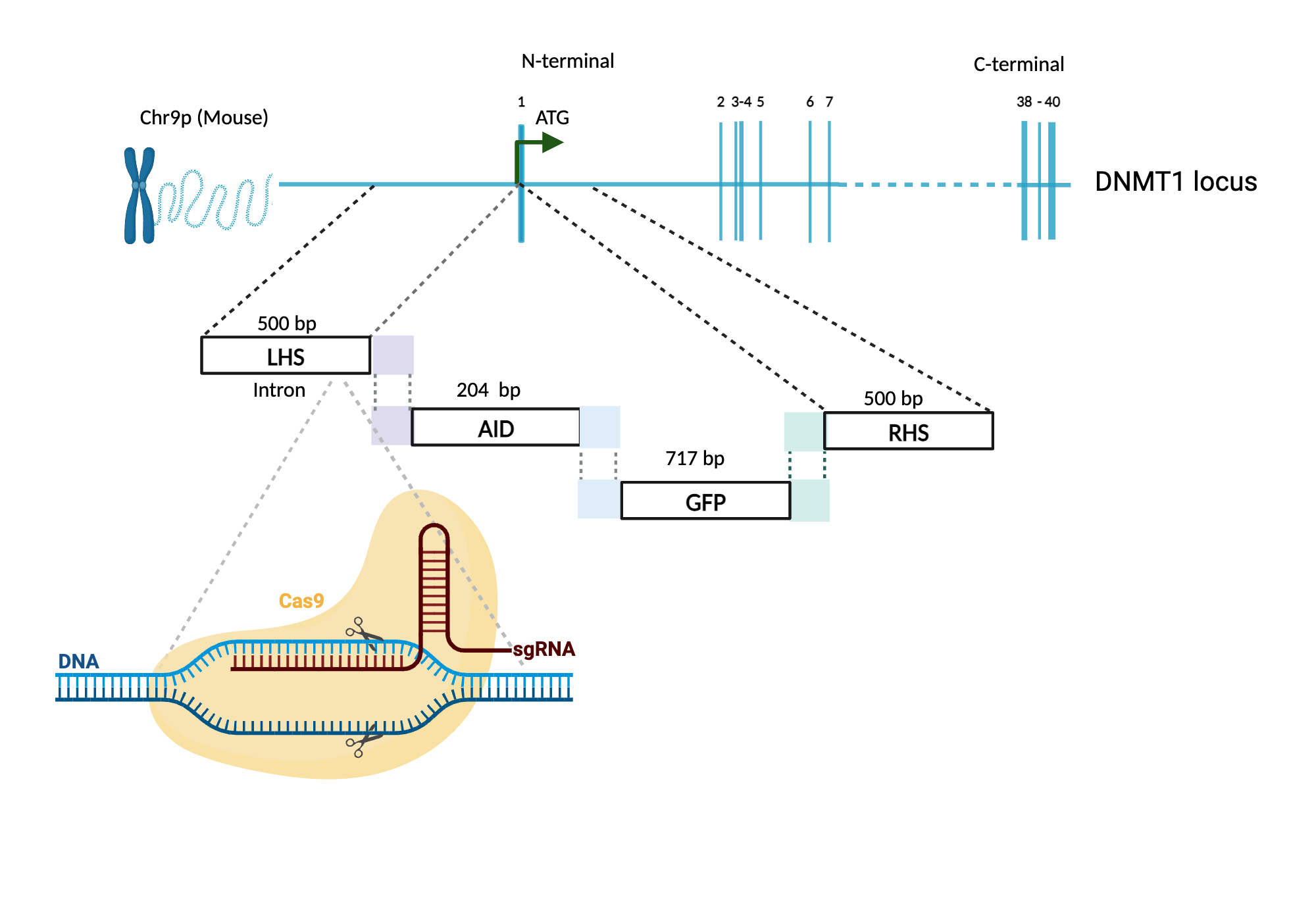 Gibson cloning & CRISPR Cas9 | BioRender Science Templates