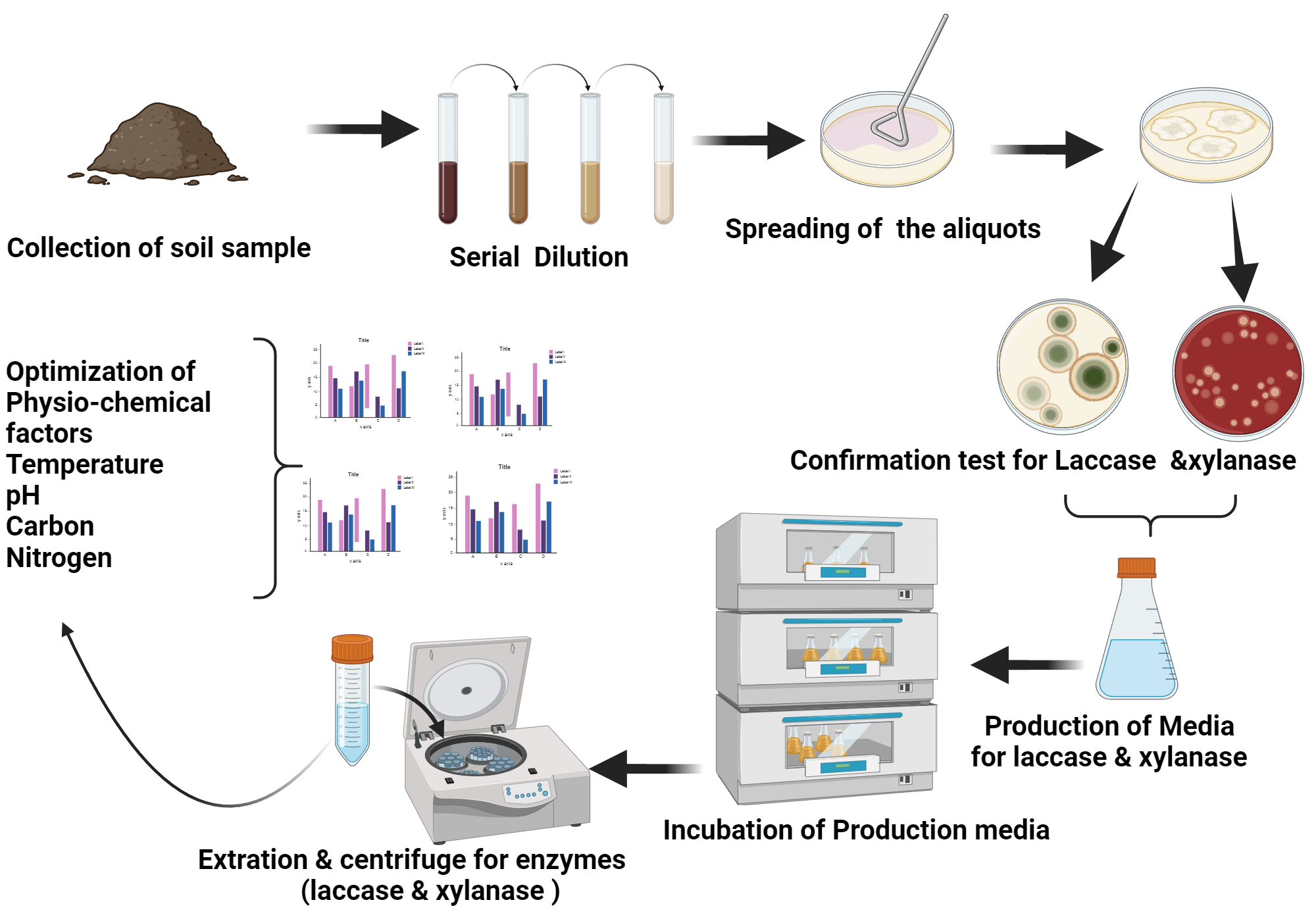 Isolation & optimization of enzymes producing microbes from soil sample BioRender Science