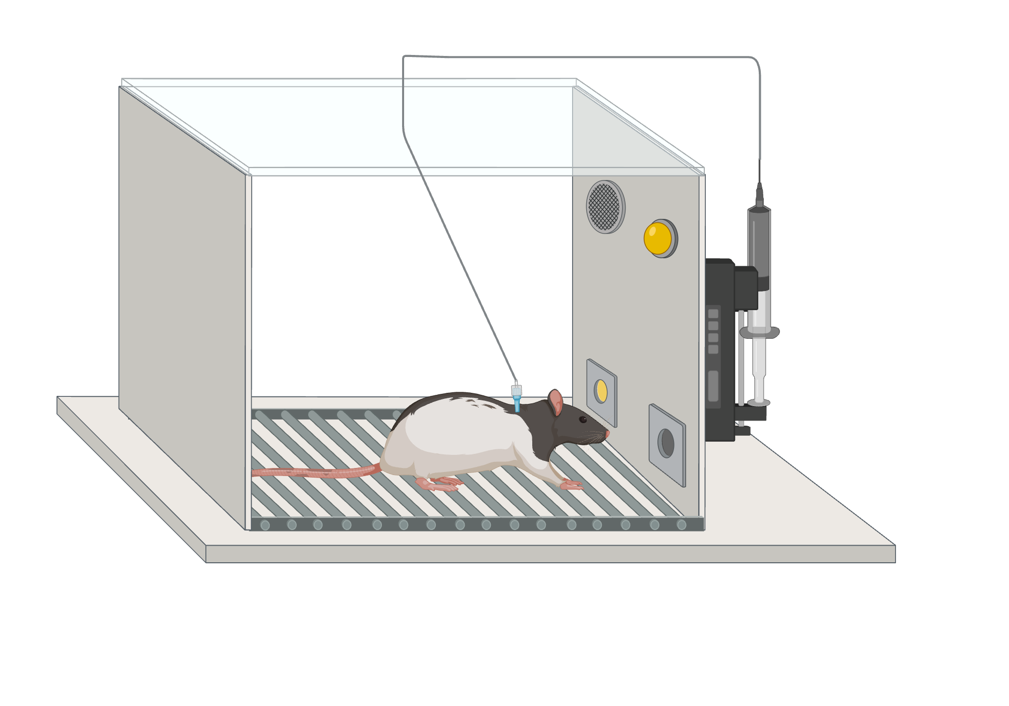 I.v. self-administration | BioRender Science Templates