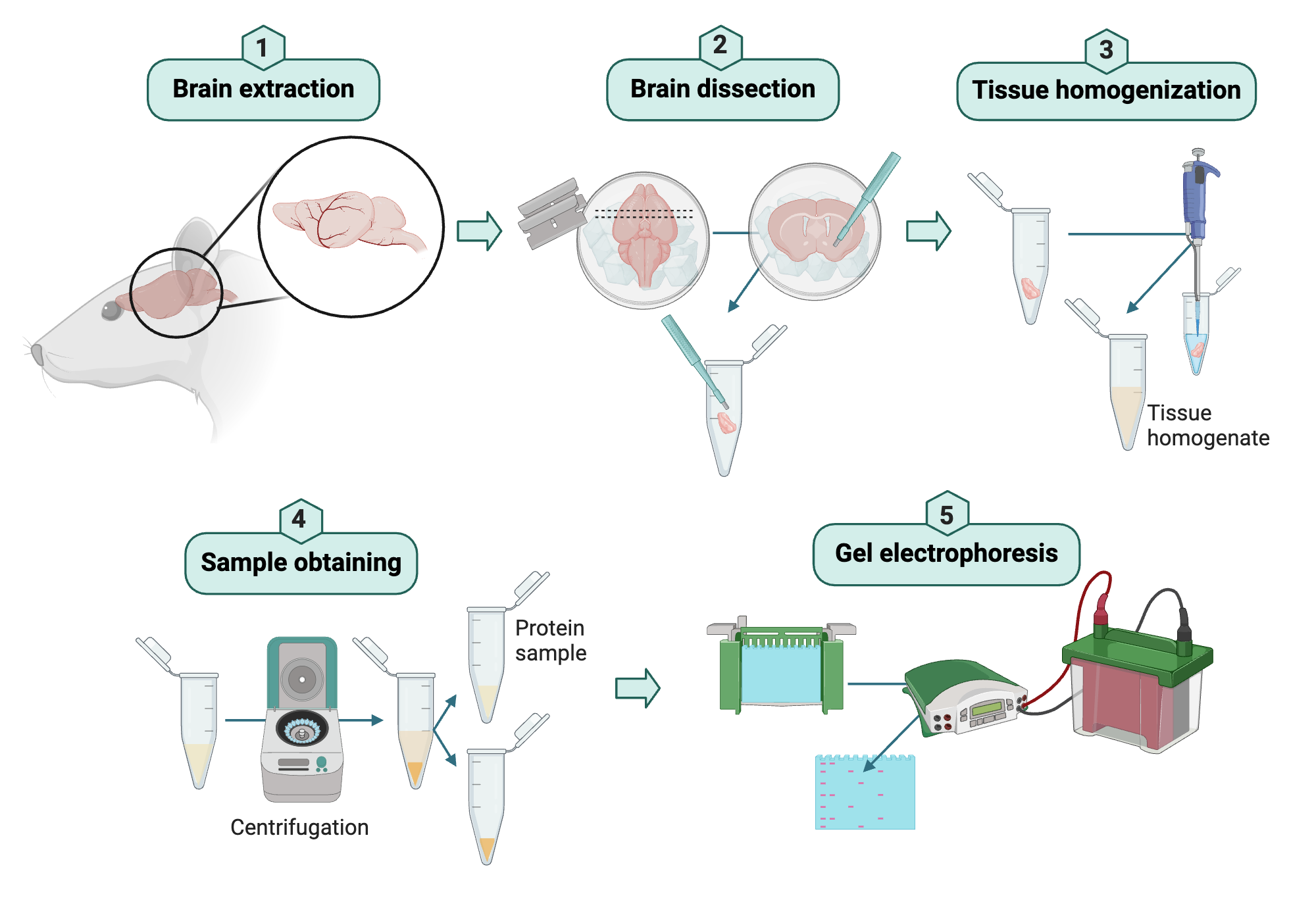 From brain to protein: a protocol for protein extraction and gel ...