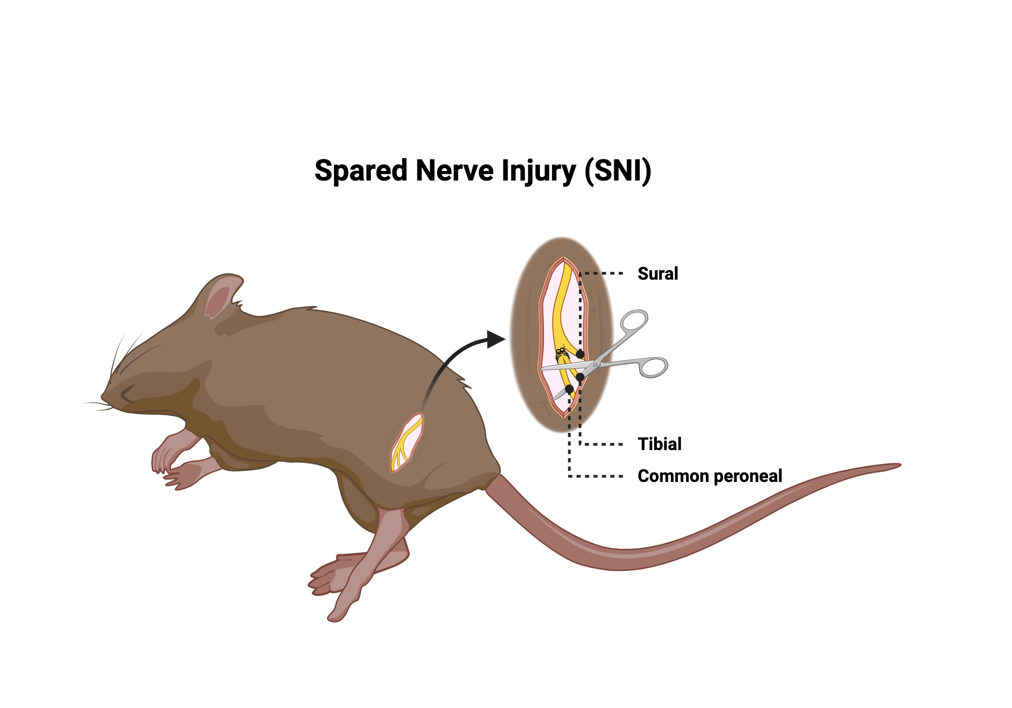 Spared Nerve Injury (SNI) BioRender Science Templates