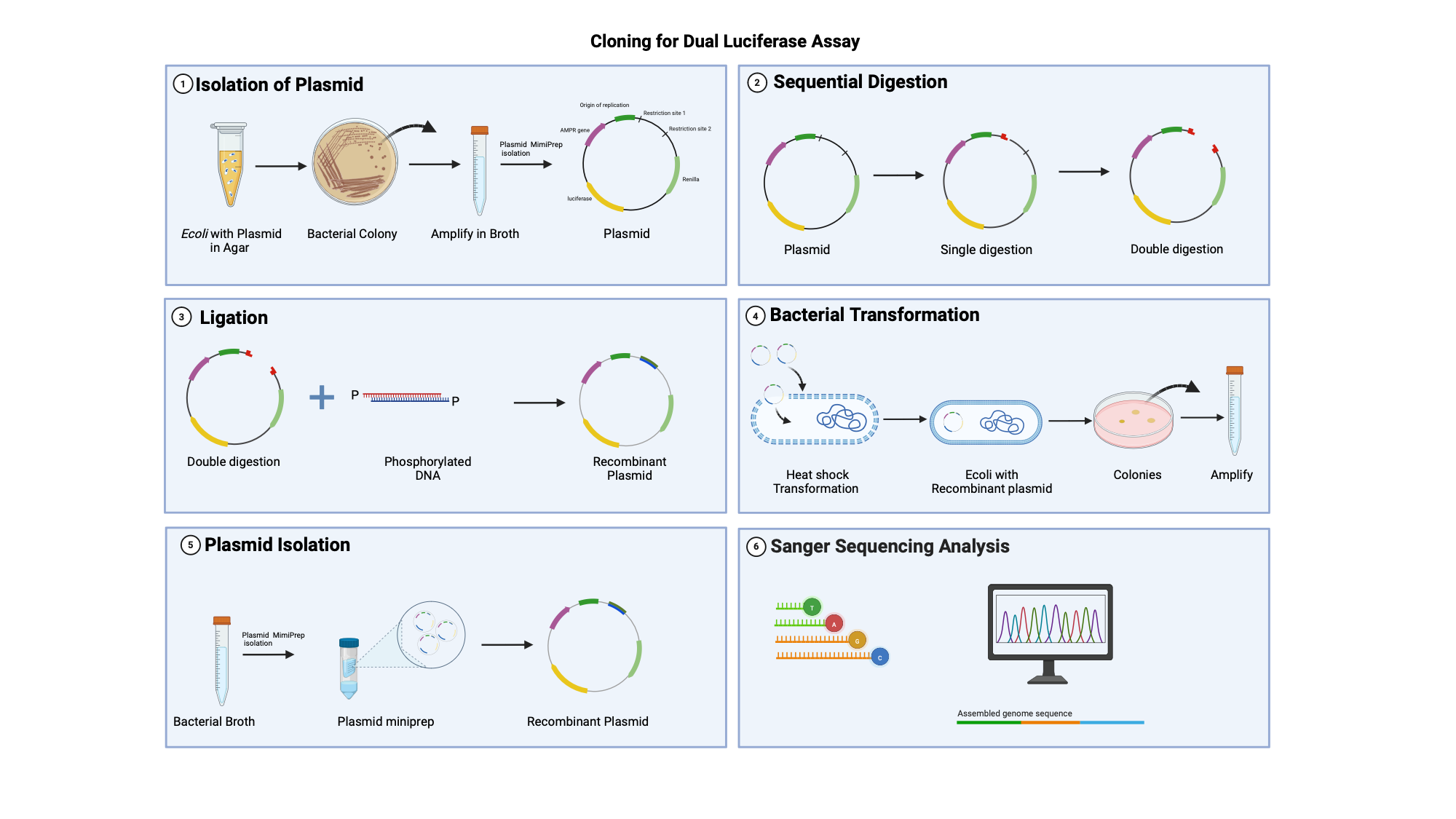 Cloning for Dual Luciferase assay | BioRender Science Templates