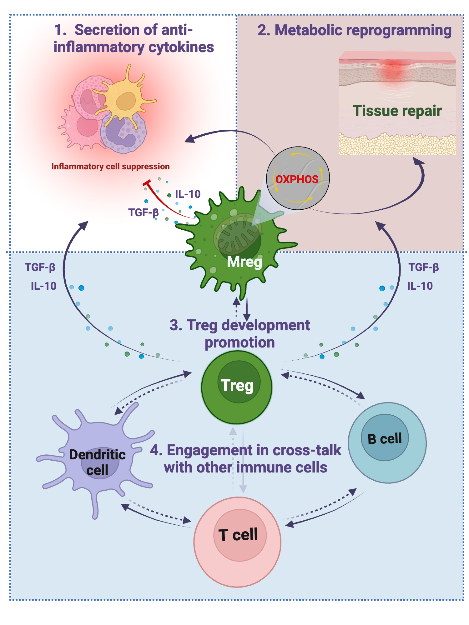 Proposed immunomodulatory mechanisms of regulatory macrophages ...