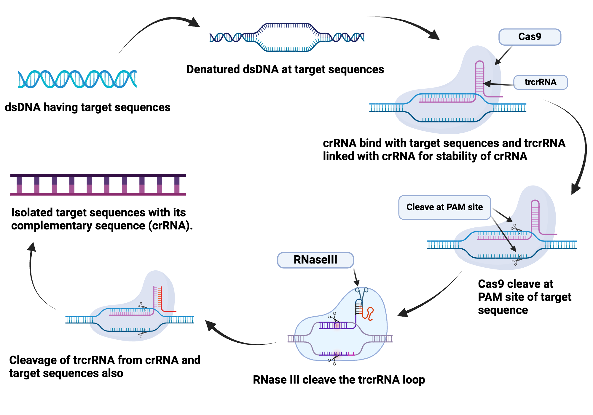 Crispr Cas9 Genome Editing Technology Biorender Science Templates Crispr Cas9 Genome Editing Technology Biorender Science Templates