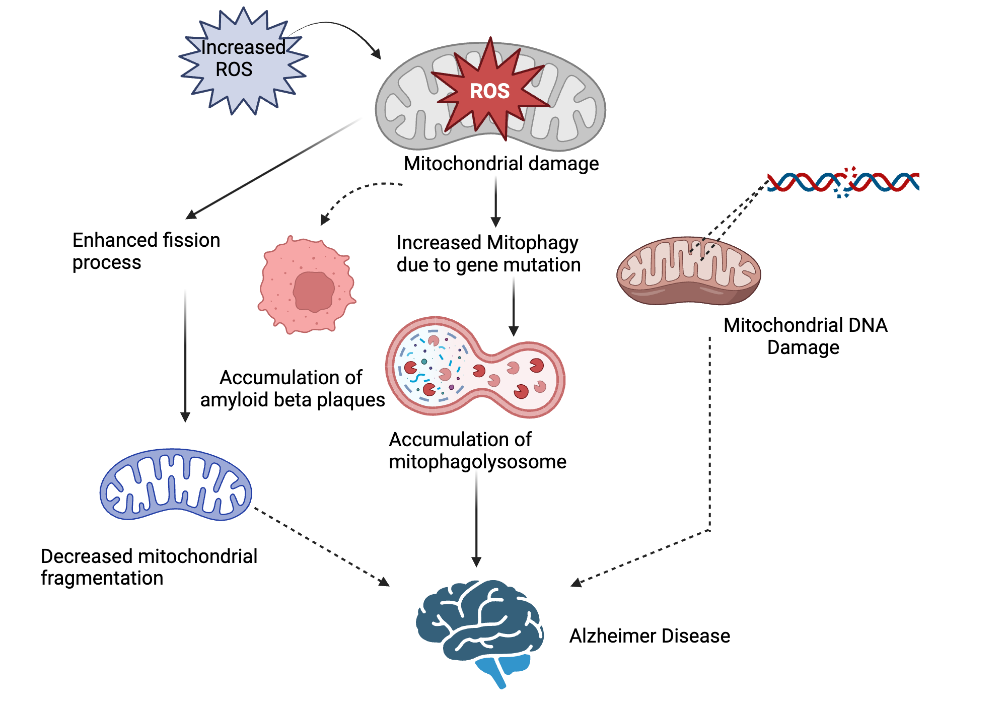 Role of mitophagy in alzhiemer disease | BioRender Science Templates