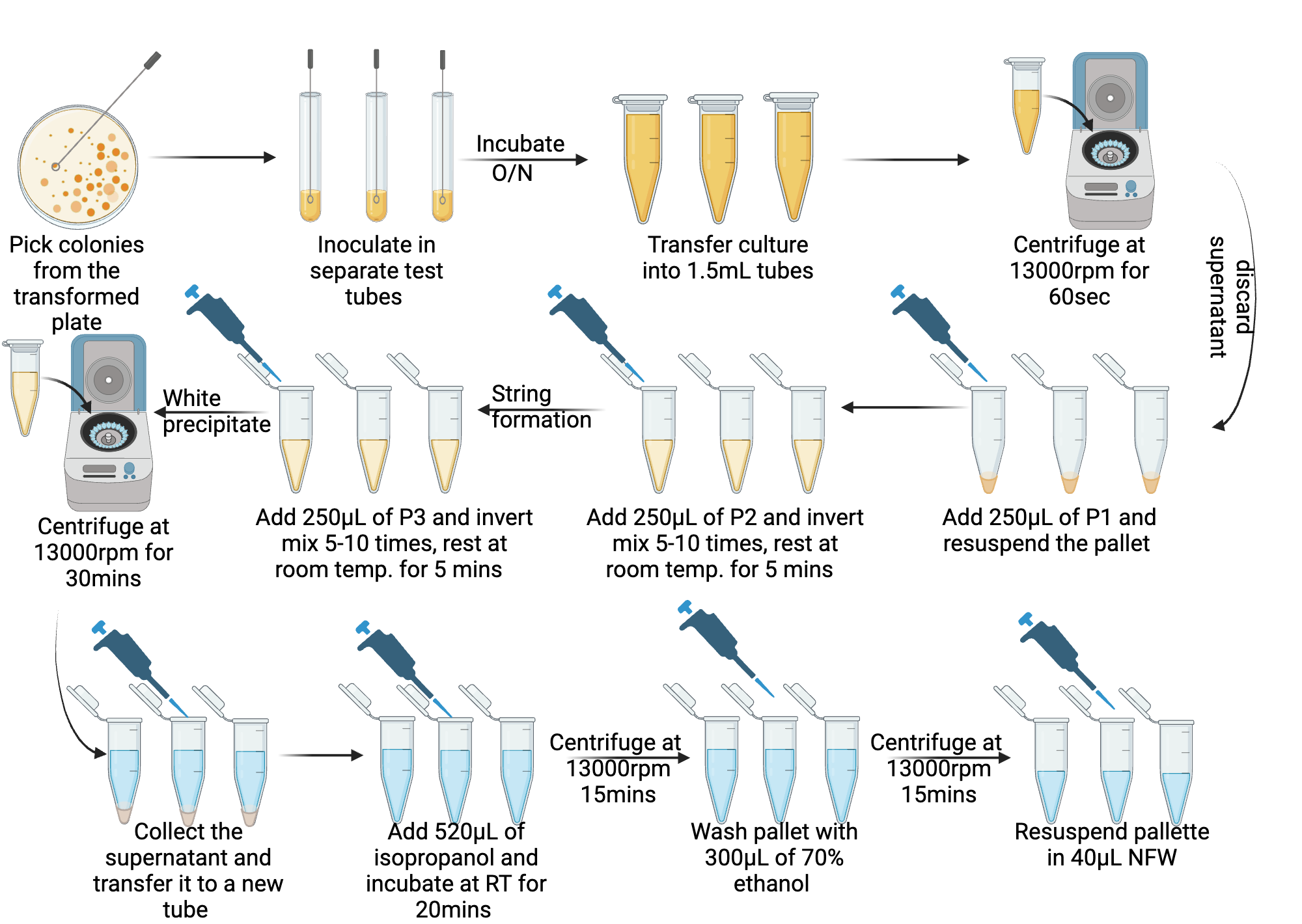 Plasmid DNA isolation Protocol | BioRender Science Templates