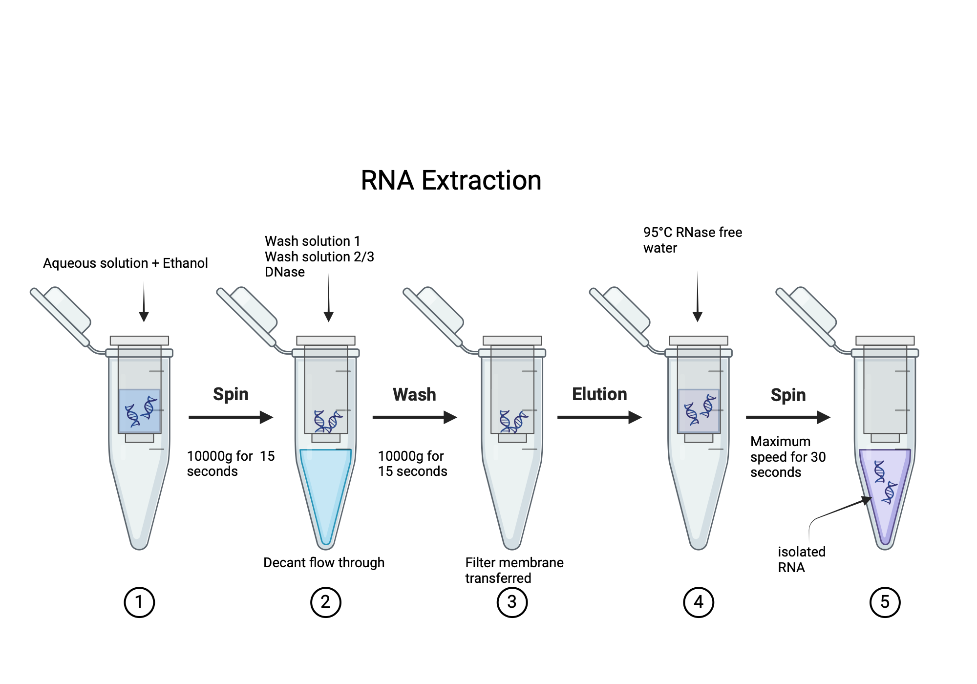 RNA Extraction BioRender Science Templates