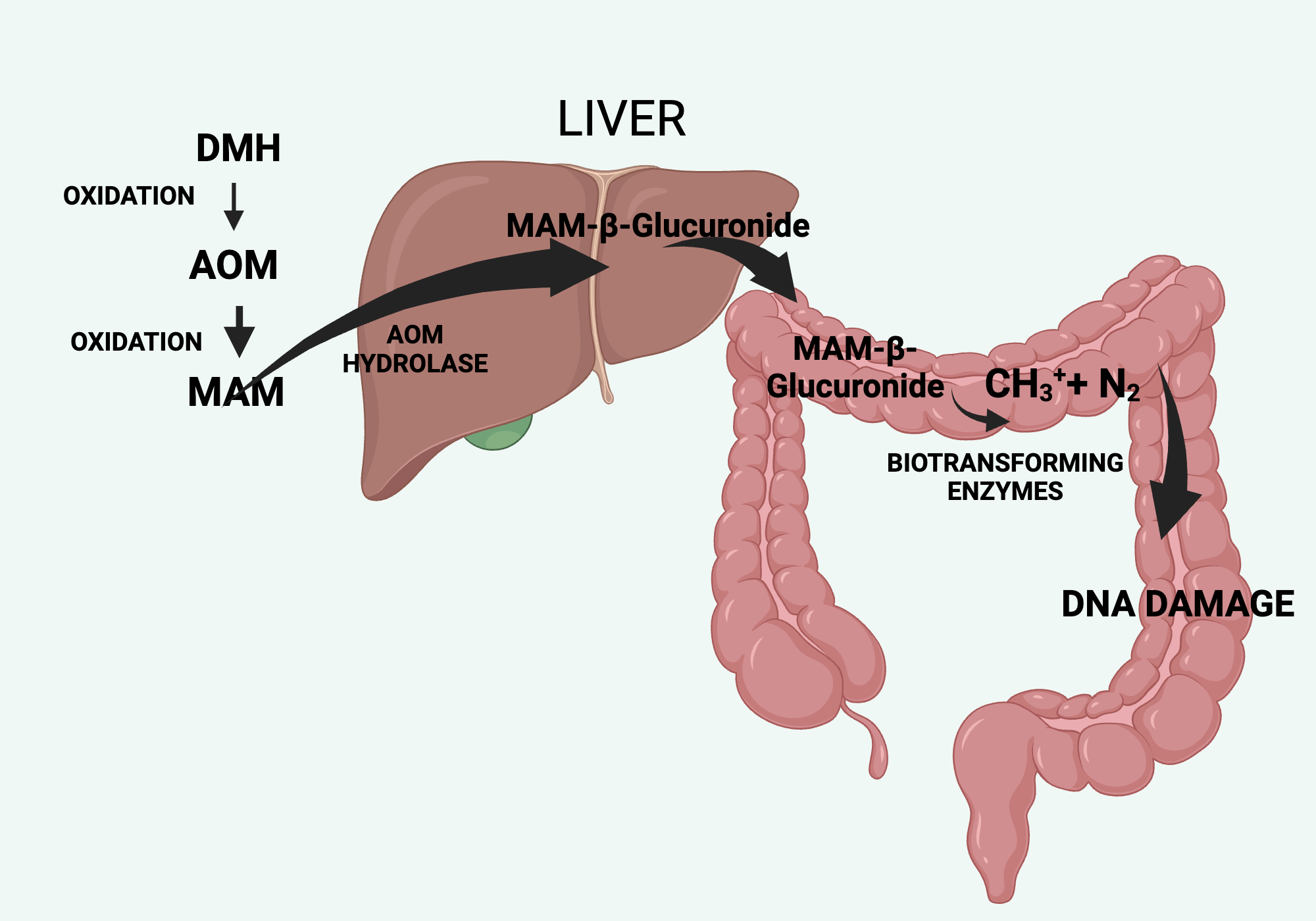 Chemical induction Colon cancer BioRender Science Templates