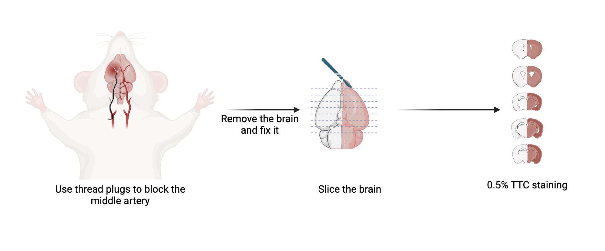mcao-model-biorender-science-templates
