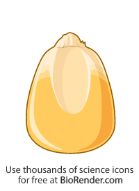 Free Corn seed Icons, Symbols &amp; Images | BioRender