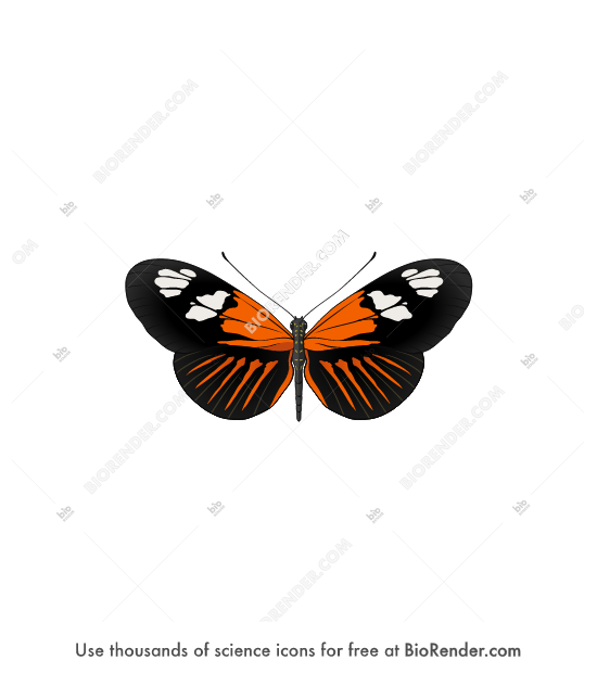Free Heliconius butterfly Icons, Symbols & Images | BioRender