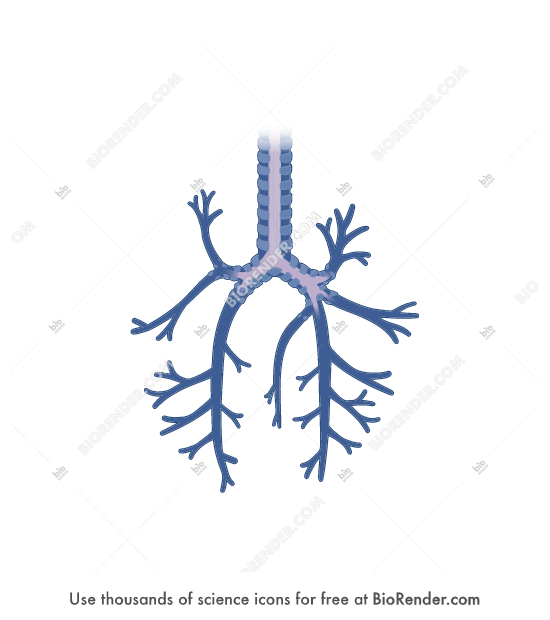 View of Free Dog respiratory tree (dorsal) Icons, Symbols & Images | BioRender