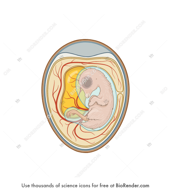 Free Chicken embryo (14 day, in egg) Icons, Symbols & Images | BioRender