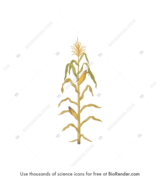 Free Corn (R6-R7) Icons, Symbols & Images | BioRender
