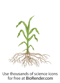 Free Agricultural Plants Icons, Symbols & Images | BioRender
