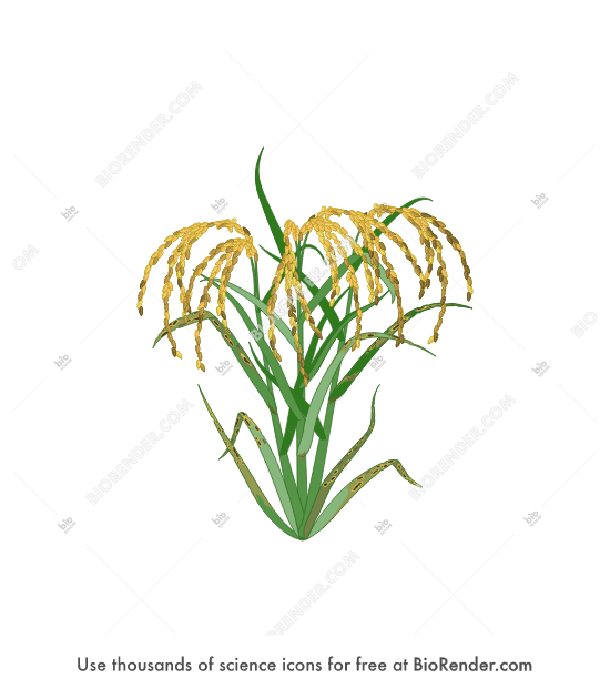 Free Rice (plant, diseased) Icons, Symbols & Images | BioRender