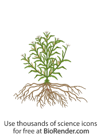 Tepsinte Free Corn (teosinte, with roots) Icons, Symbols & Images | BioRender