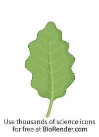 Undulate Lead Free Nicotiana benthamiana Icons, Symbols & Images | BioRender