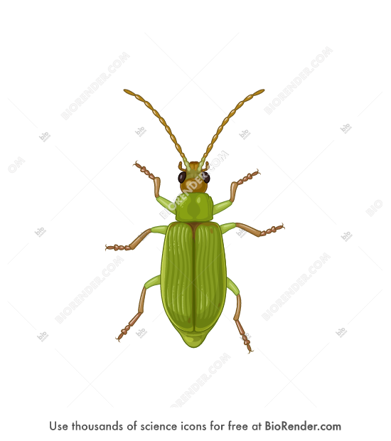 Free Northern corn rootworm (adult) Icons, Symbols & Images | BioRender