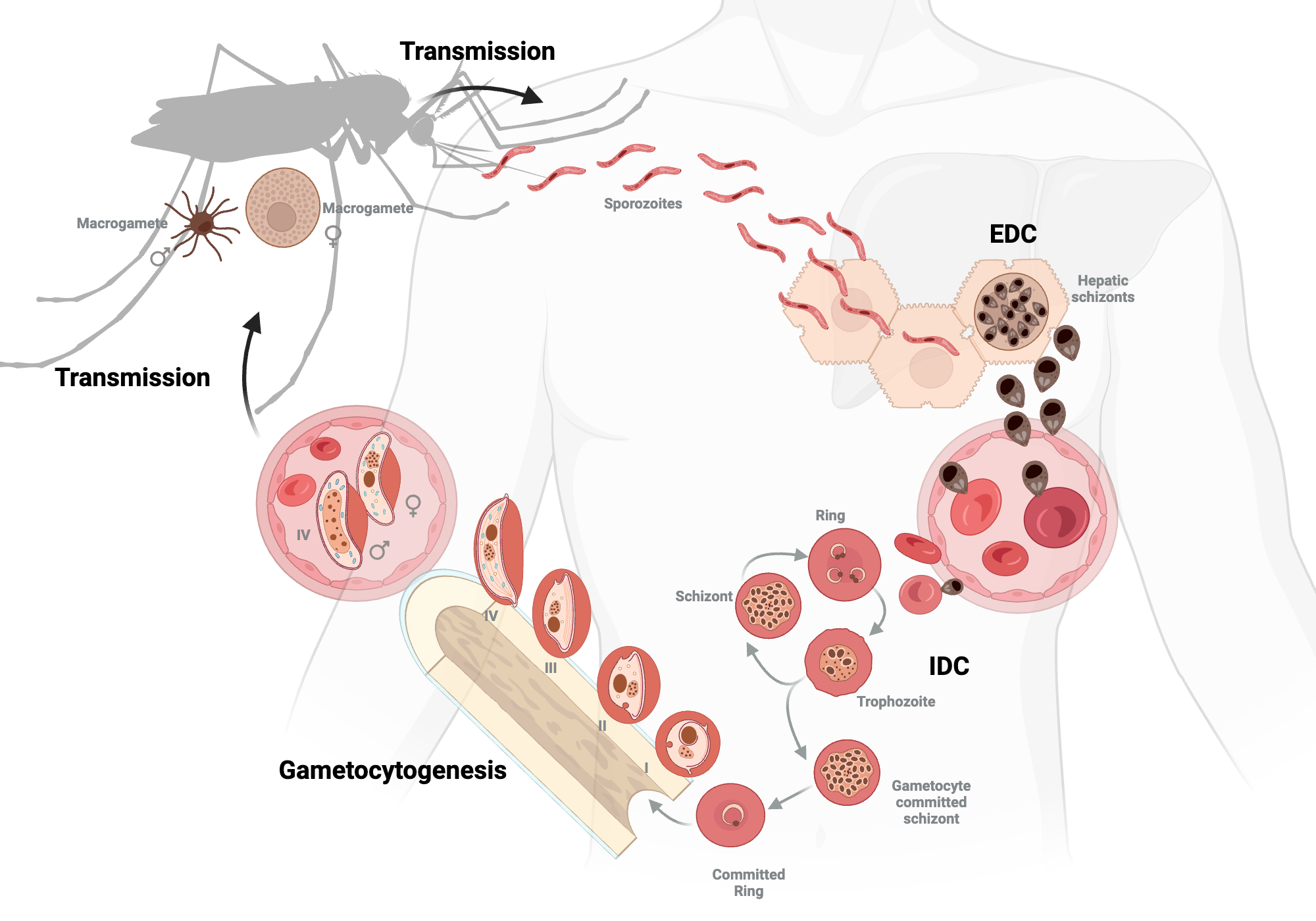 Life cycle of P. falciparum parasites | BioRender Science Templates