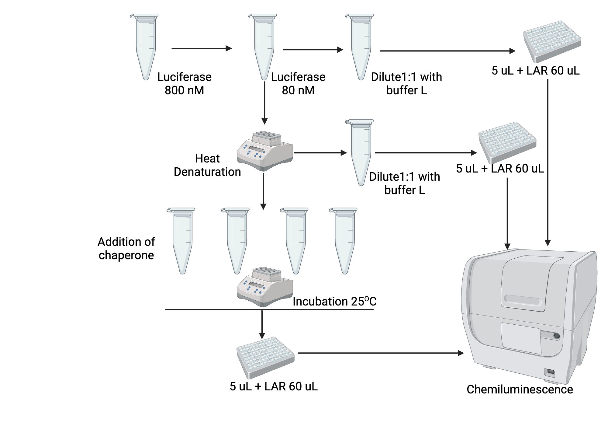 Luciferase assay BioRender Science Templates