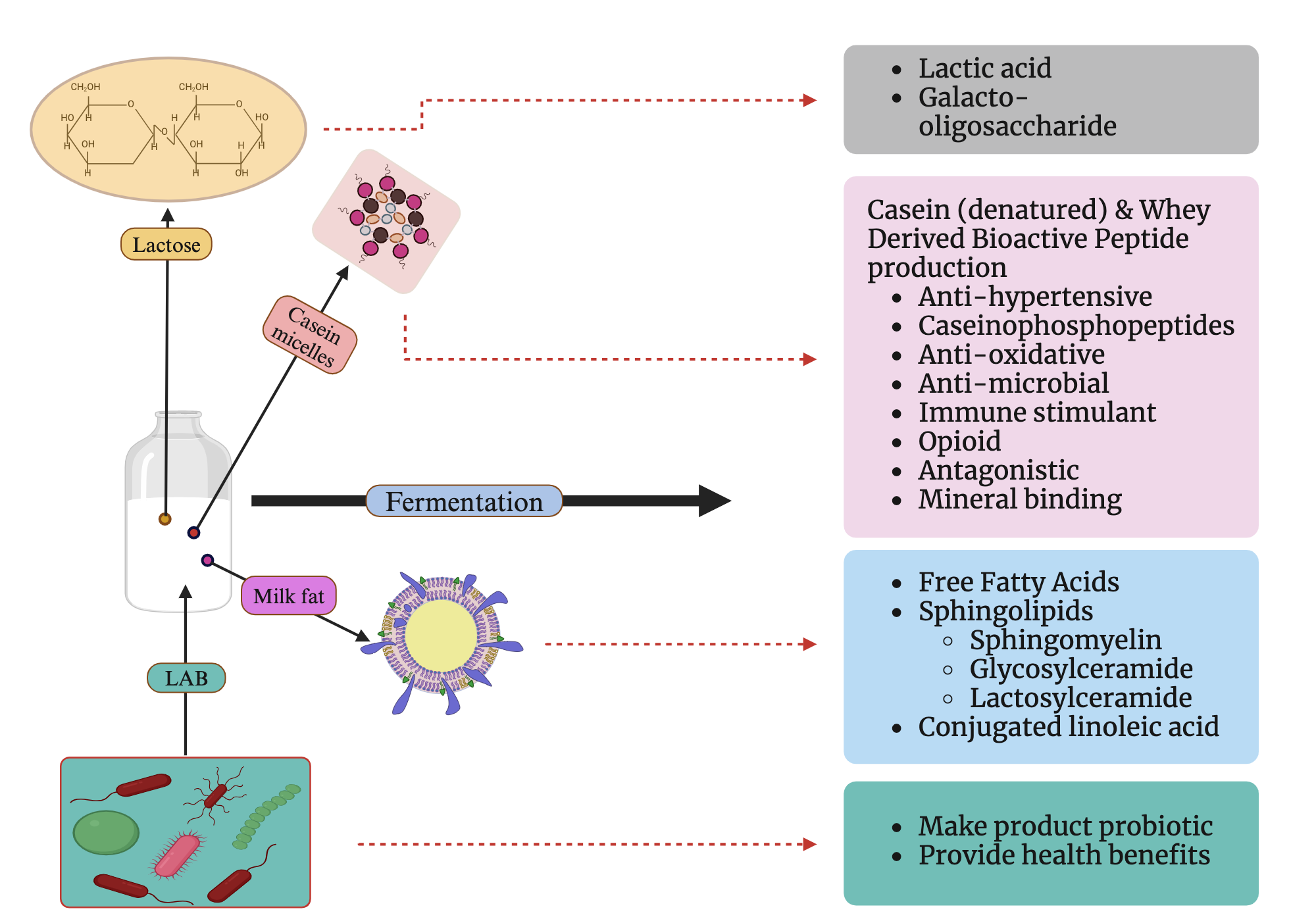 Fermentation and milk components | BioRender Science Templates