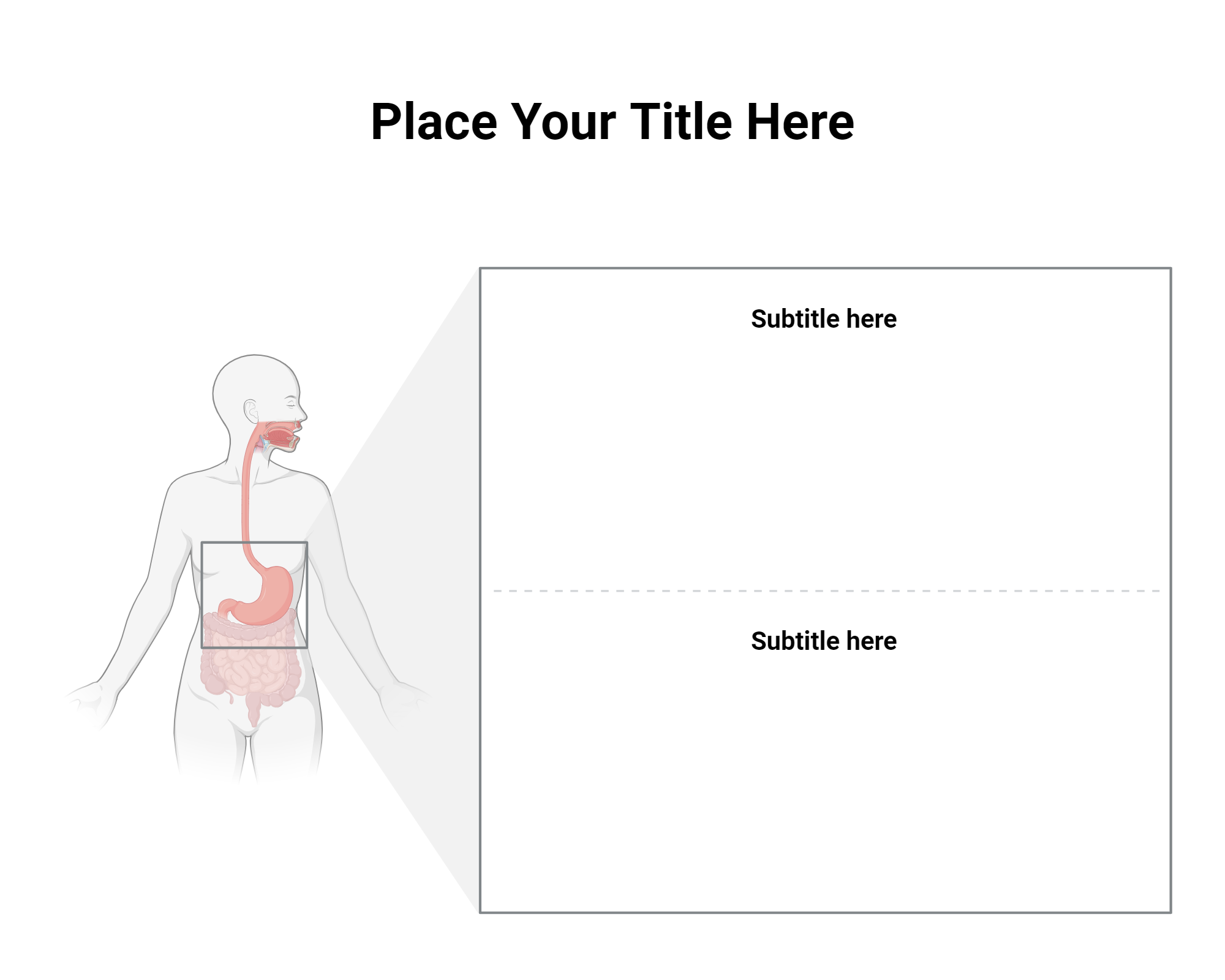 GITract with Callout (Layout) BioRender Science Templates