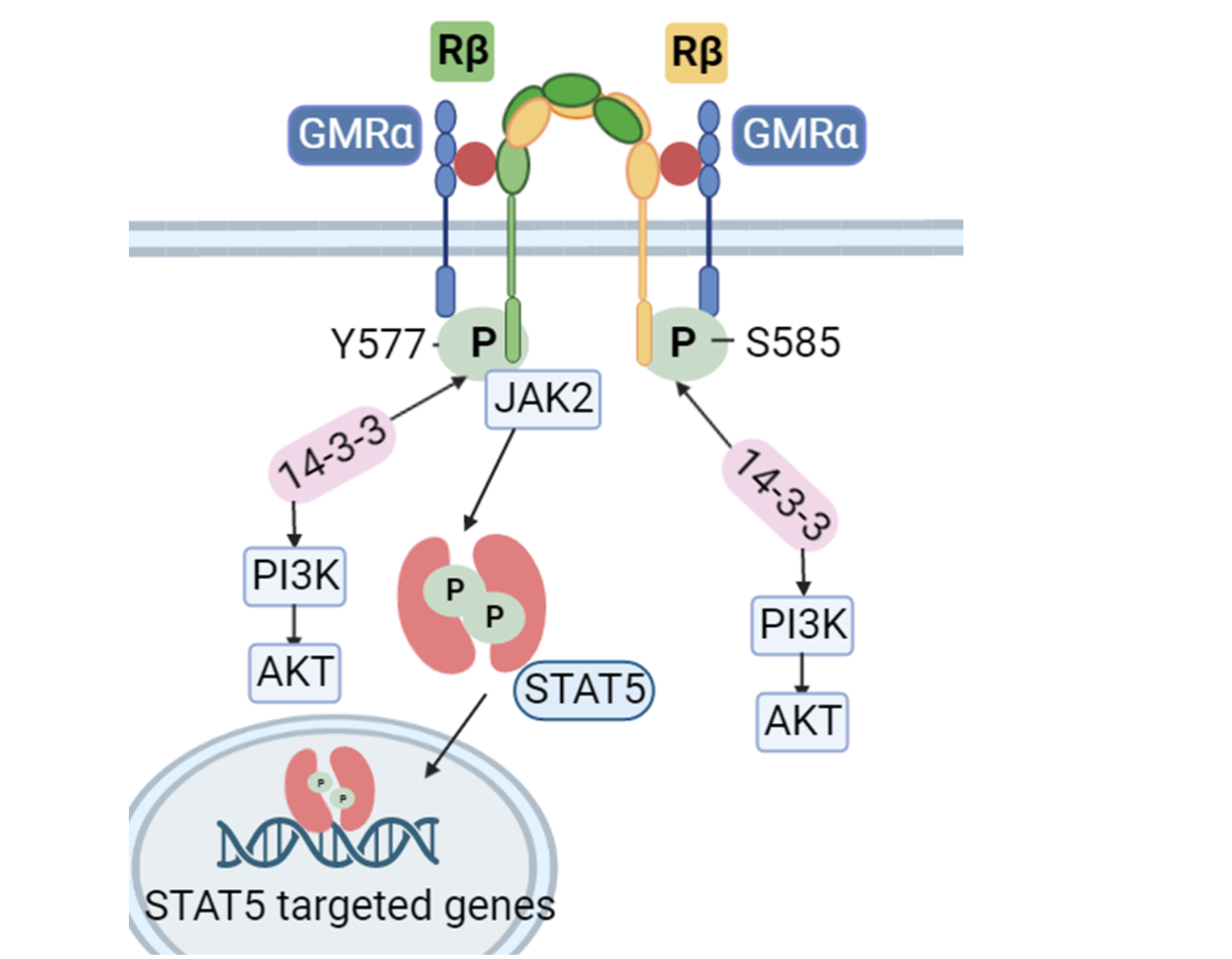 GMCSF receptor and associated signalling pathways | BioRender Science ...