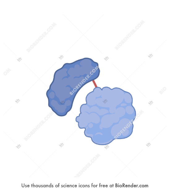 Free Crosslinked proteins (generic 1) Icons, Symbols & Images BioRender