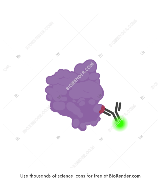 Free Protein (with antibody and fluorophore) Icons, Symbols & Images