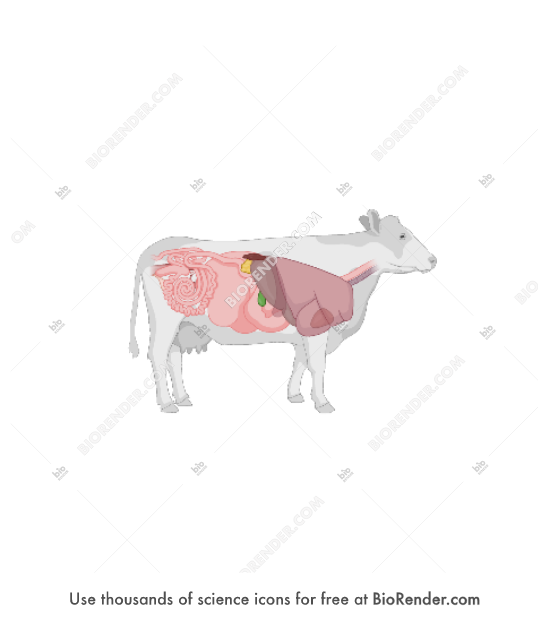Free Cow (with internal organs) Icons, Symbols & Images BioRender