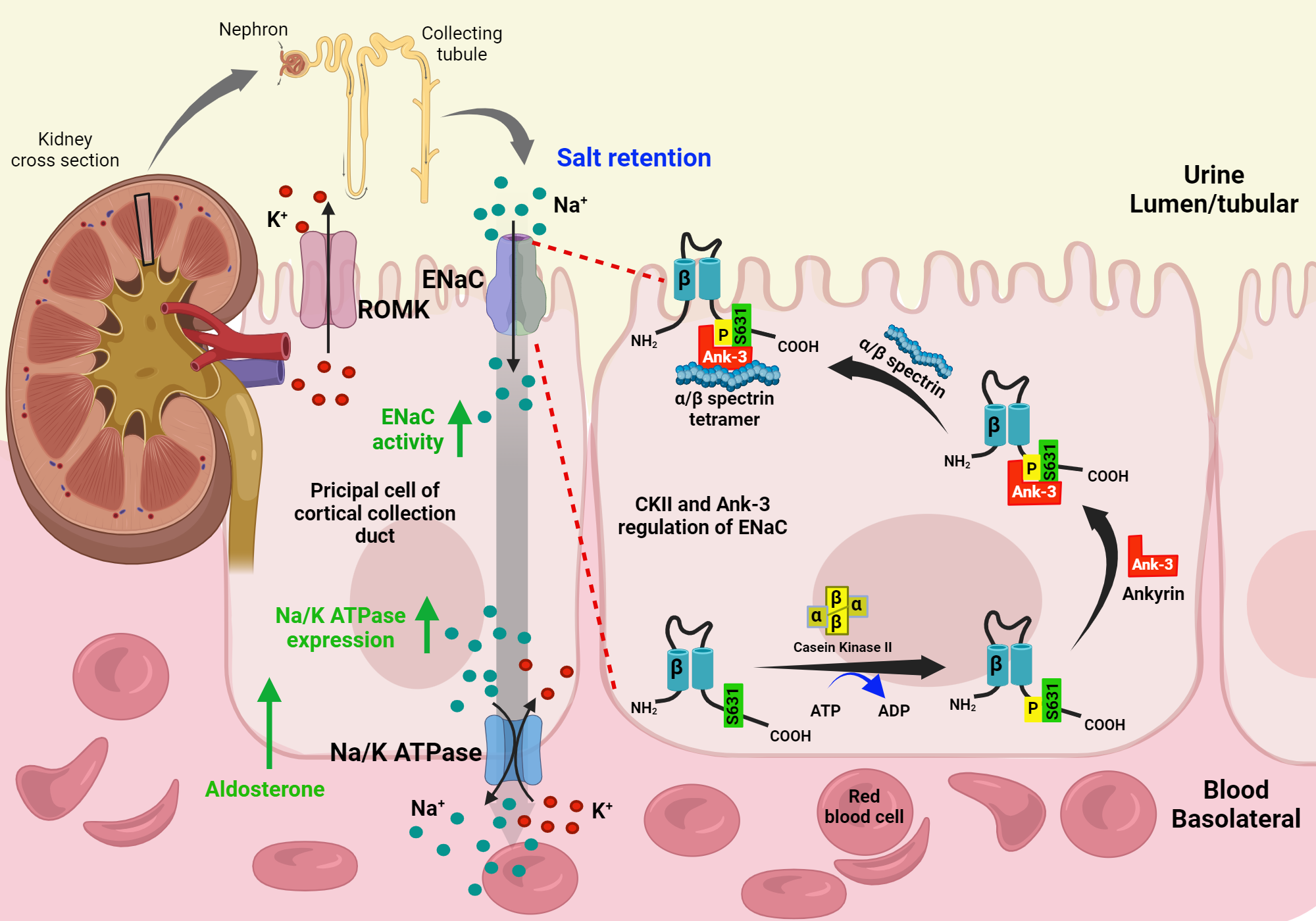 CKII and Ank-3 regulate ENaC activity | BioRender Science Templates