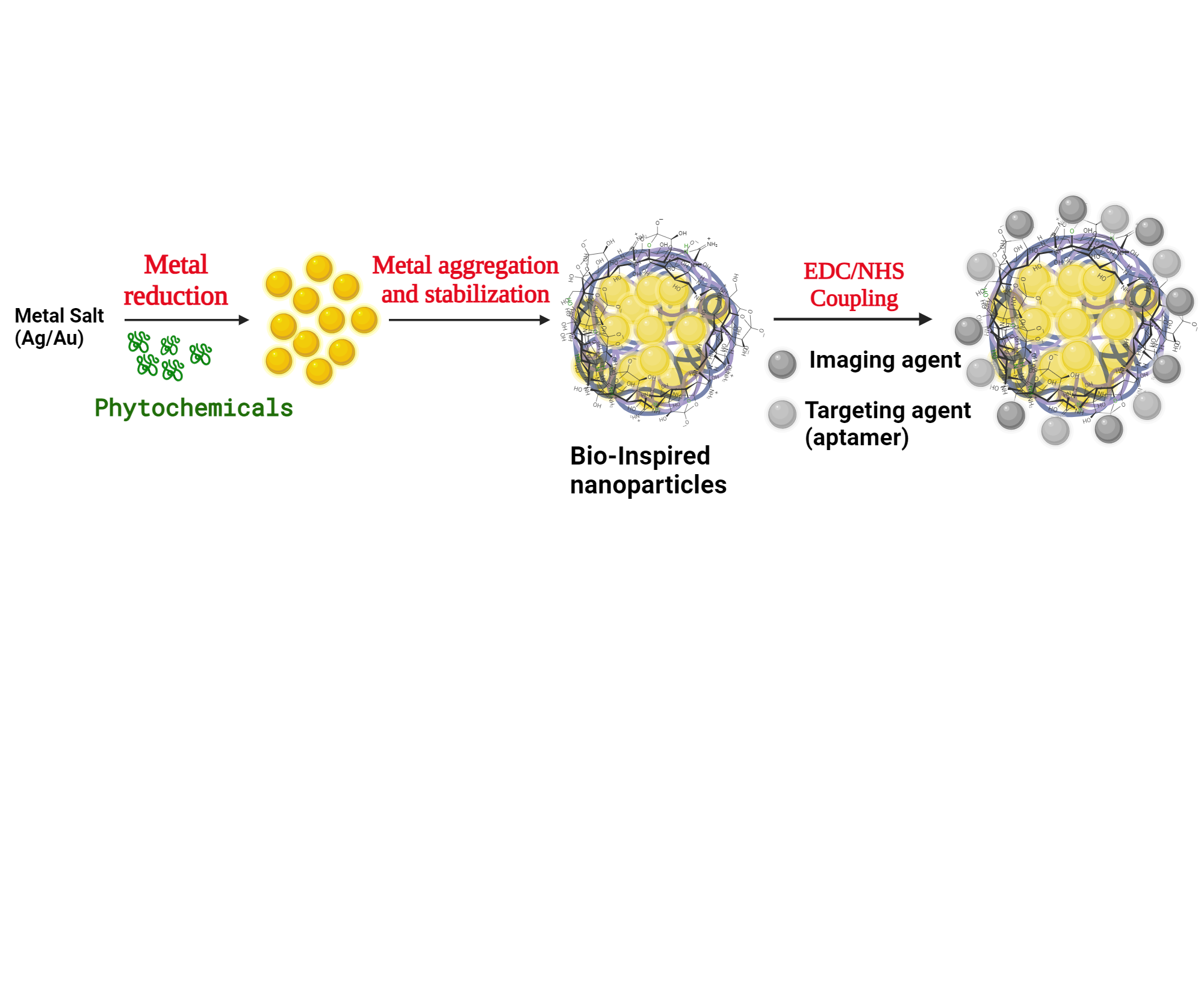 Functionalized nanoparticles for targeted therapy BioRender Science